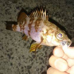 アジング釣行記