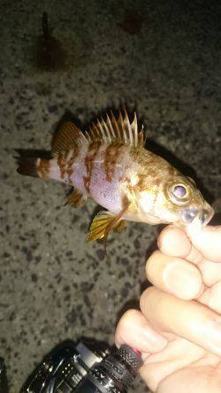 アジング釣行記