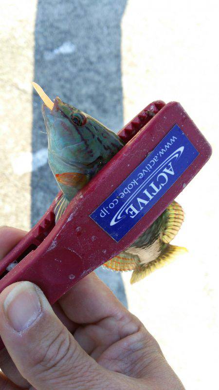 デイライトゲーム