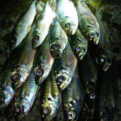 悶絶極寒アジング