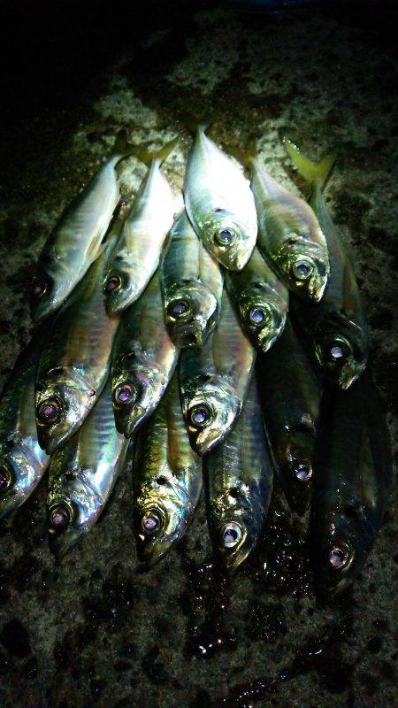 悶絶極寒アジング