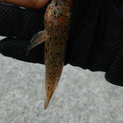 ちょこっとだけライトゲーム