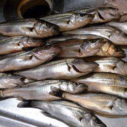 まだまだ、セイゴが元気