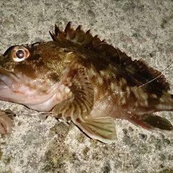 片手間にガシラ