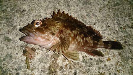 片手間にガシラ