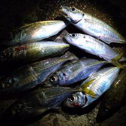 釣り始めは、ぬこ。