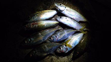 釣り始めは、ぬこ。