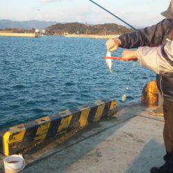 アジ、サビキ釣り！！＾＾