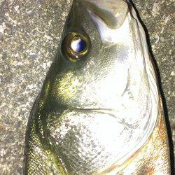 そろそろタチウオからシーバス？