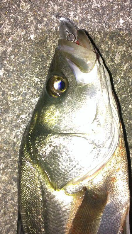 そろそろタチウオからシーバス？