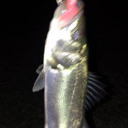 タチウオあかんのか？