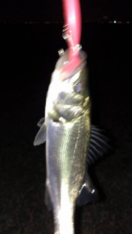 タチウオあかんのか？