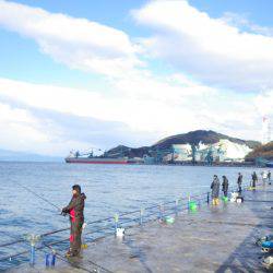 舞鶴サゴシ情報