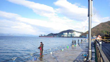 舞鶴サゴシ情報