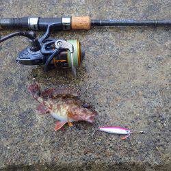 サゴシ＆ガシラ