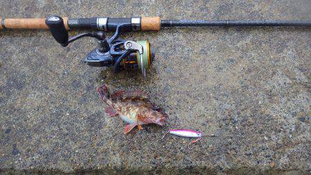 サゴシ＆ガシラ