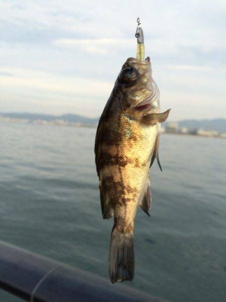 今朝の神戸空港は激アツ