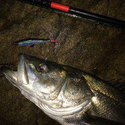 シーバス好調です。