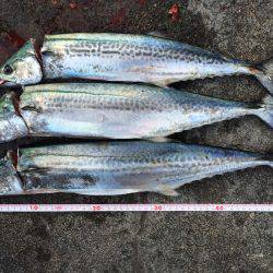 サゴシが釣れました