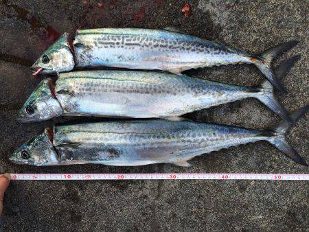 サゴシが釣れました