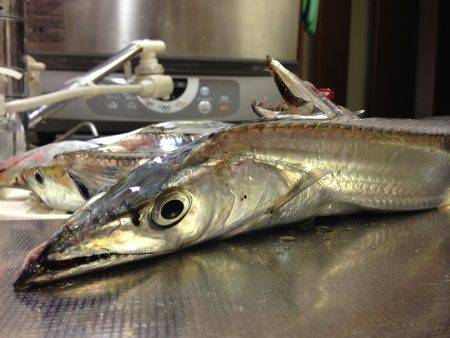 エサは新鮮さが命