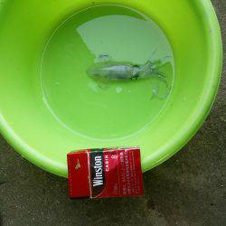 新年初釣り☆　•••君､誰！？