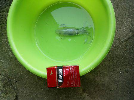 新年初釣り☆　•••君､誰！？