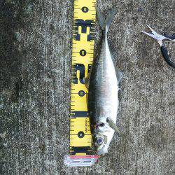 新年初釣り☆　•••で､出た！！