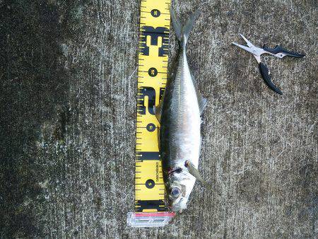 新年初釣り☆　•••で､出た！！