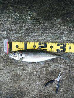 新年初釣り☆　•••で､出た！！