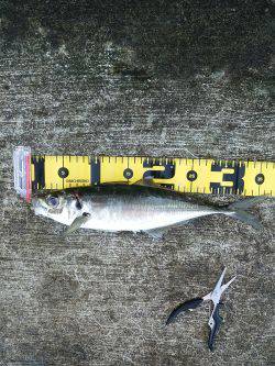 新年初釣り☆　•••で､出た！！