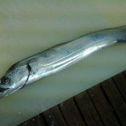 今日も太刀魚釣り