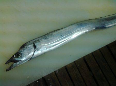 今日も太刀魚釣り