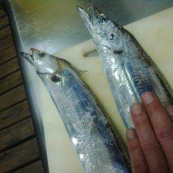 まだ釣れてるので