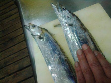 まだ釣れてるので