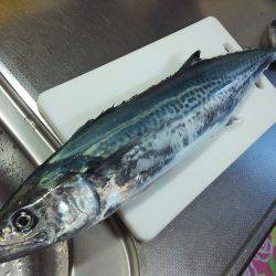 サゴシ釣れてます！