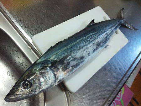 サゴシ釣れてます！