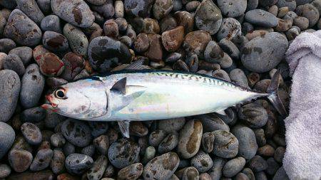 煙樹ヶ浜へ初遠征