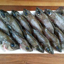 メバルの活性低め