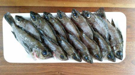 メバルの活性低め