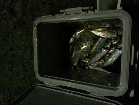 里帰りからの帰りアジング