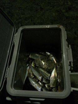 里帰りからの帰りアジング