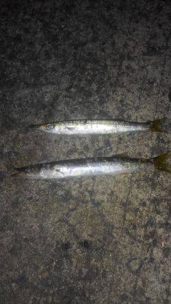 アジングのつもりが・・・