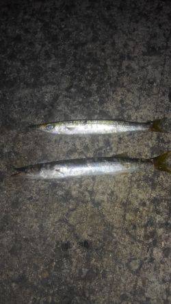 アジングのつもりが・・・