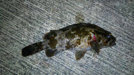 今年もイイ感じのスタートです♪