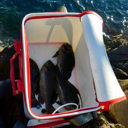 勝浦でグレ釣り