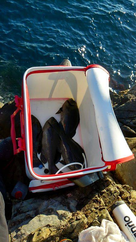 勝浦でグレ釣り