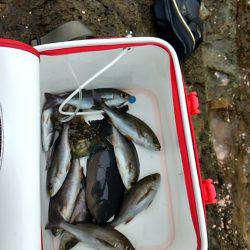 串本須江でグレ釣り