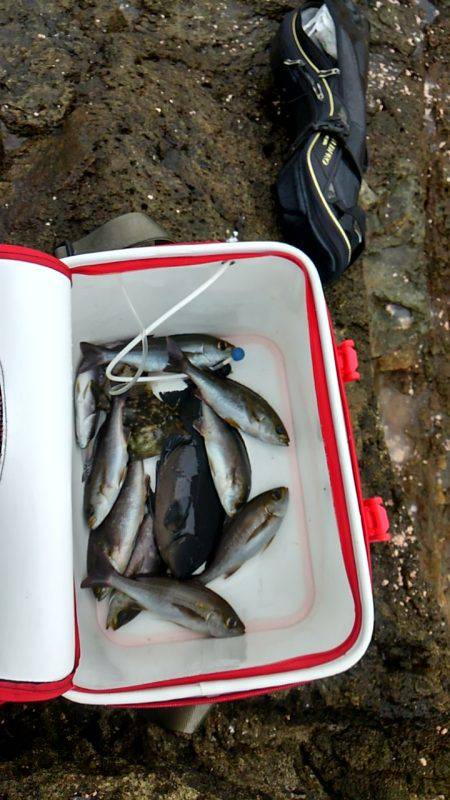 串本須江でグレ釣り