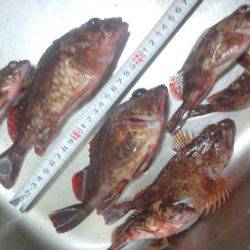 初釣りはガシラ